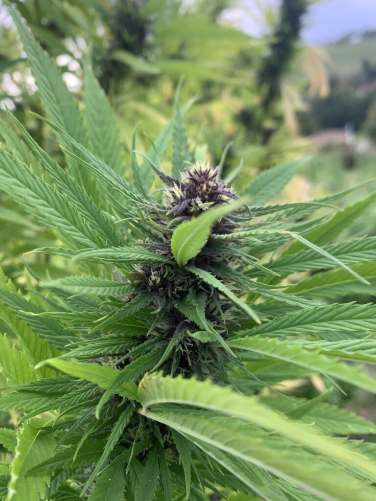 afghan purple flo belweed