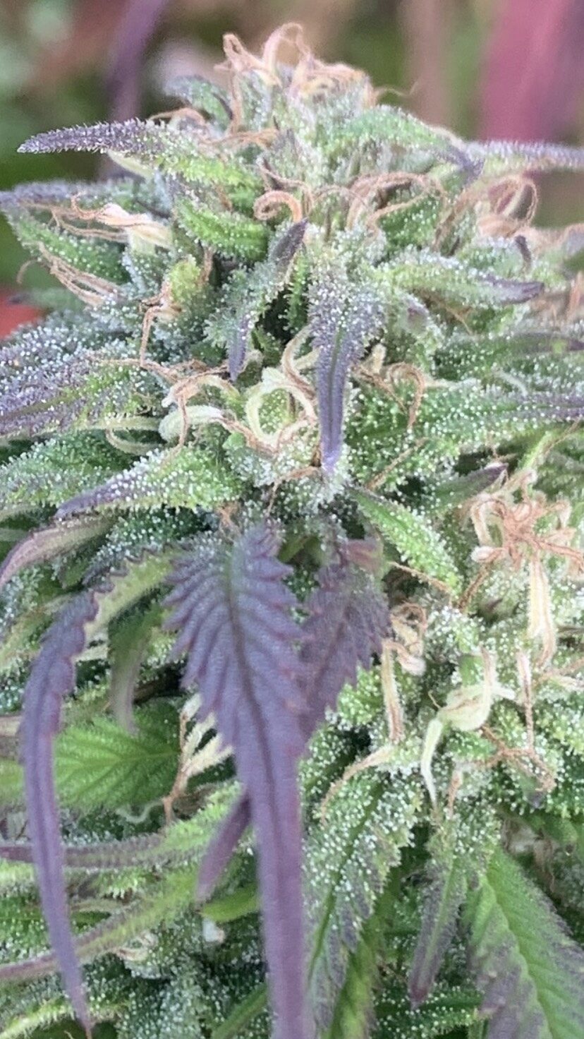 blueberry og fraiche