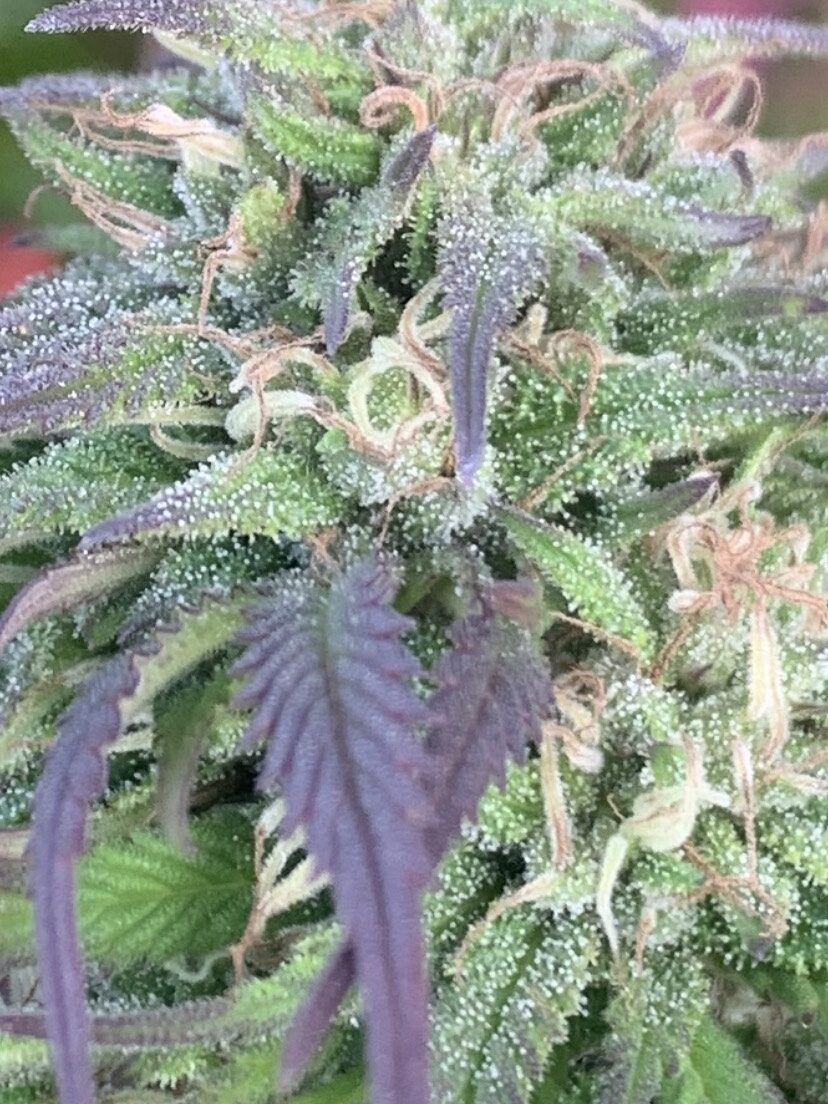 blueberry og fraiche