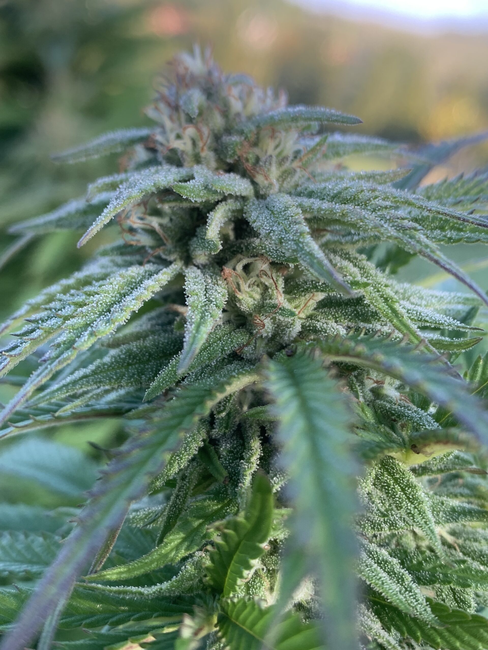 lemon haze floraison