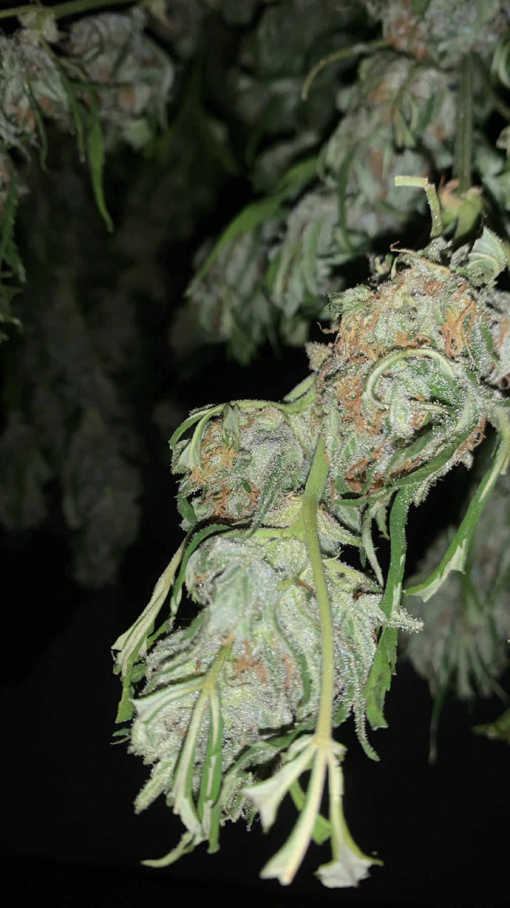 séchage pièce de cullture1