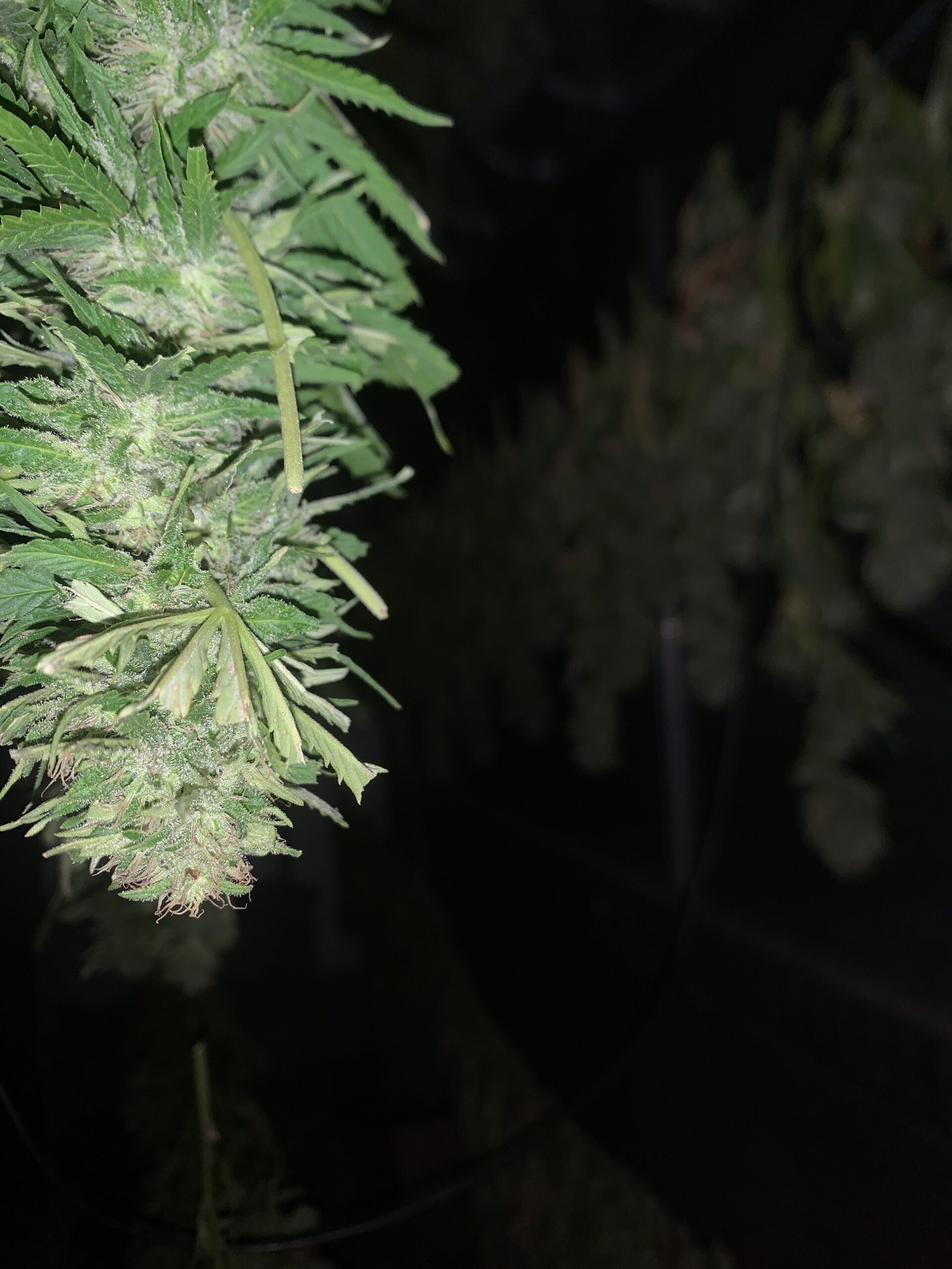 séchage pièce de cultre2