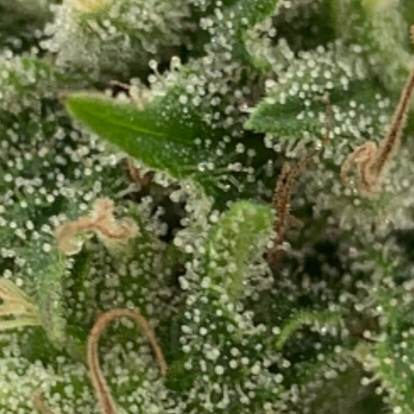 trichomes cbg