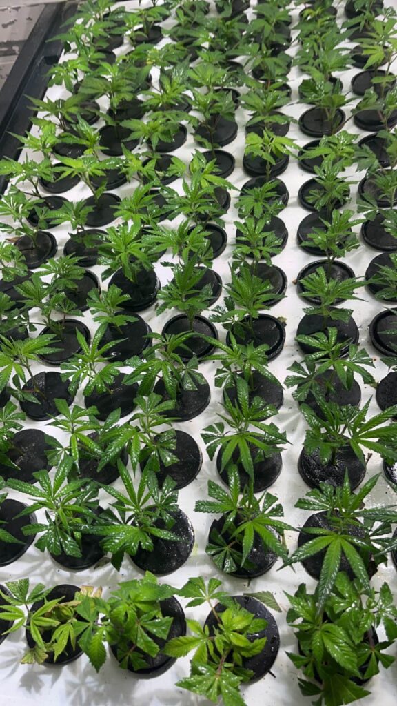 photo bouturette bouture